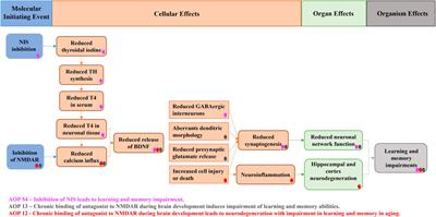 Brain-derived neurotrophic factor (BDNF): an effect biomarker of neurodevelopment in human biomonitoring programs